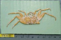 藏品(細紋方蟹)的圖片